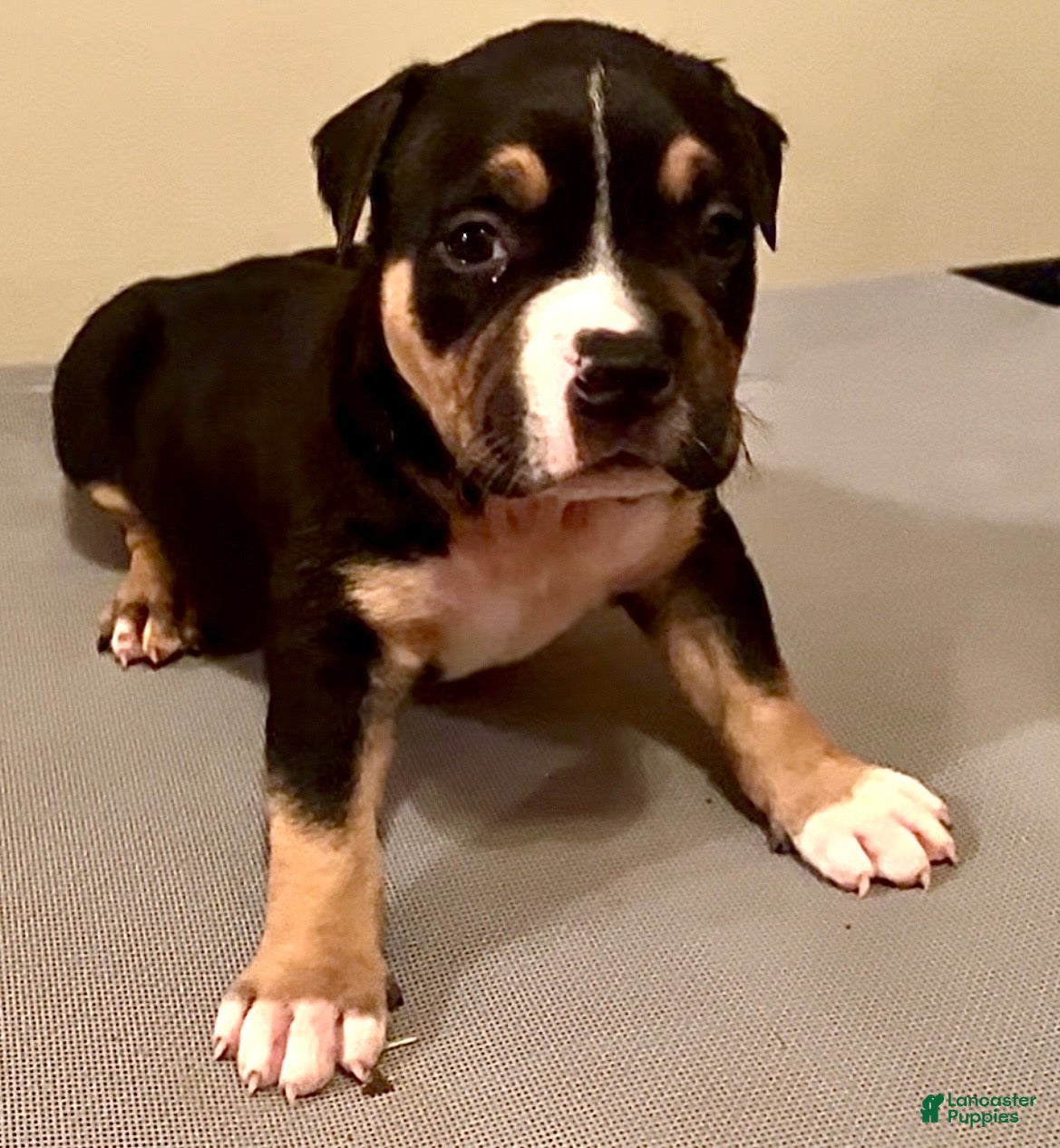 American Bully dogs American Bully 2 - Ad 1