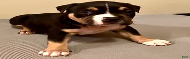 American Bully 2