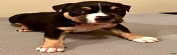 American Bully dogs for sale: American Bully 2 - Ad 1