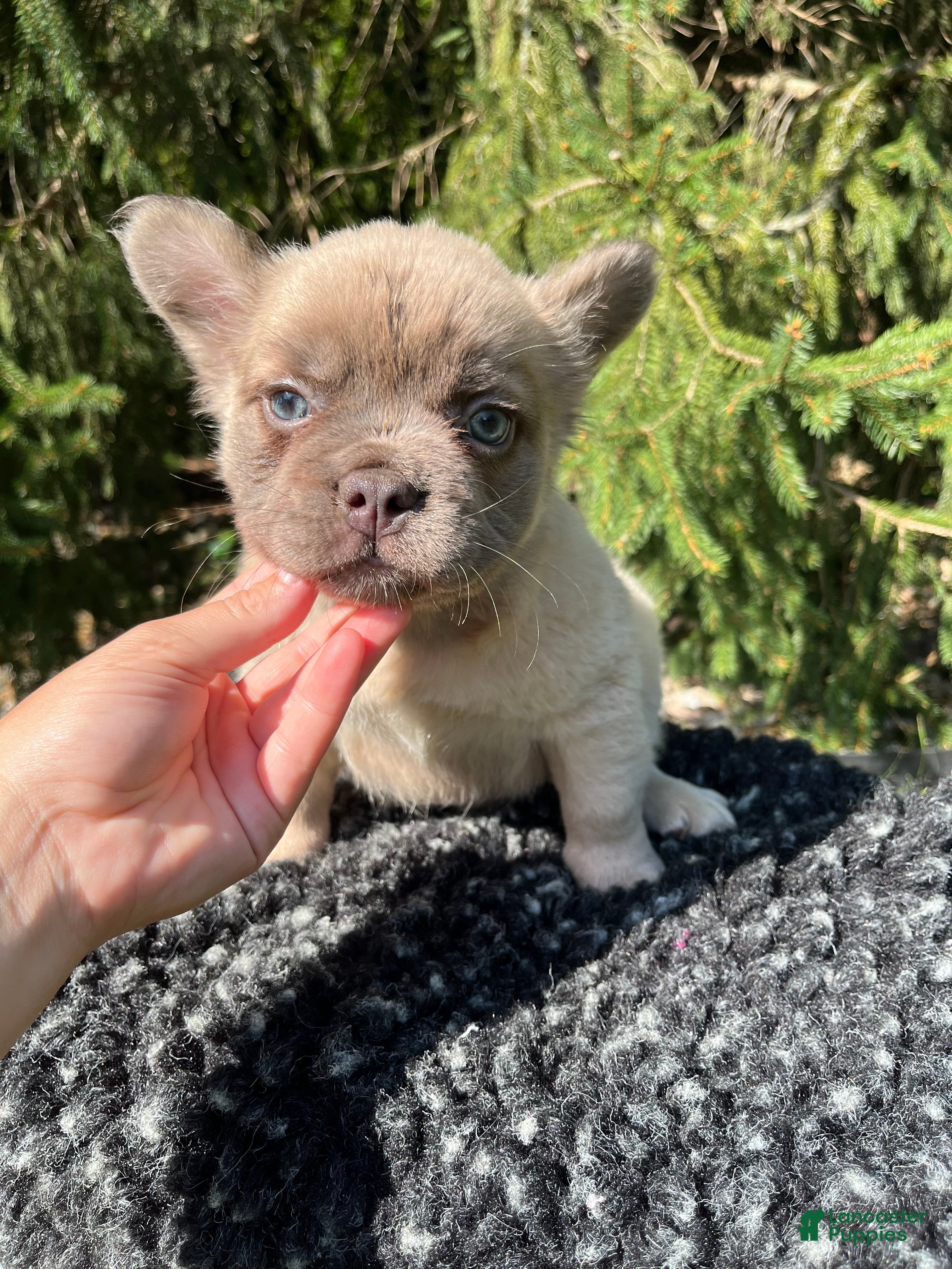 French Bulldog dogs Milo - Ad 1