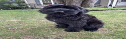 Giant Schnauzer dogs for sale: Mouse - Ad 23