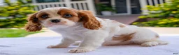 Cavalier King Charles Spaniel dogs for sale: Duramax - Ad 3