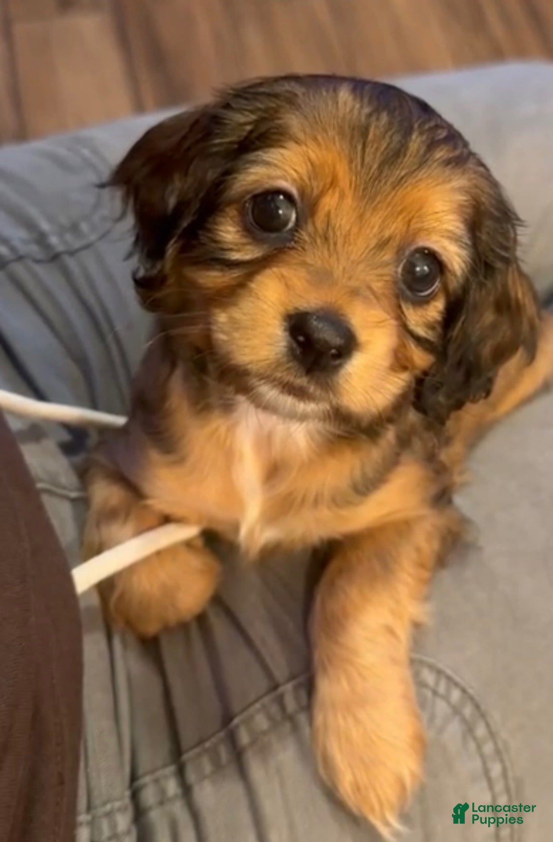 Mixed Breed dogs Sofia - Ad 9