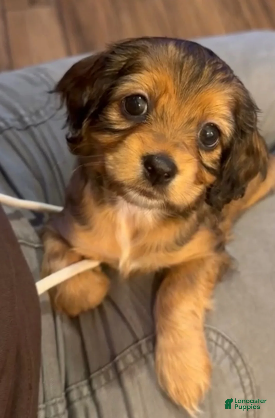 Mixed Breed dogs for sale: Sofia - Ad 1