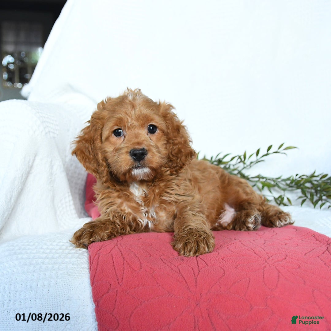 Cockapoo dogs for sale: Otto - Ad 5