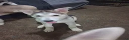 Gerberian Shepsky dogs for sale: sunny - Ad 1