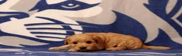 Mini Goldendoodle dogs for sale: Tyler - Ad 3