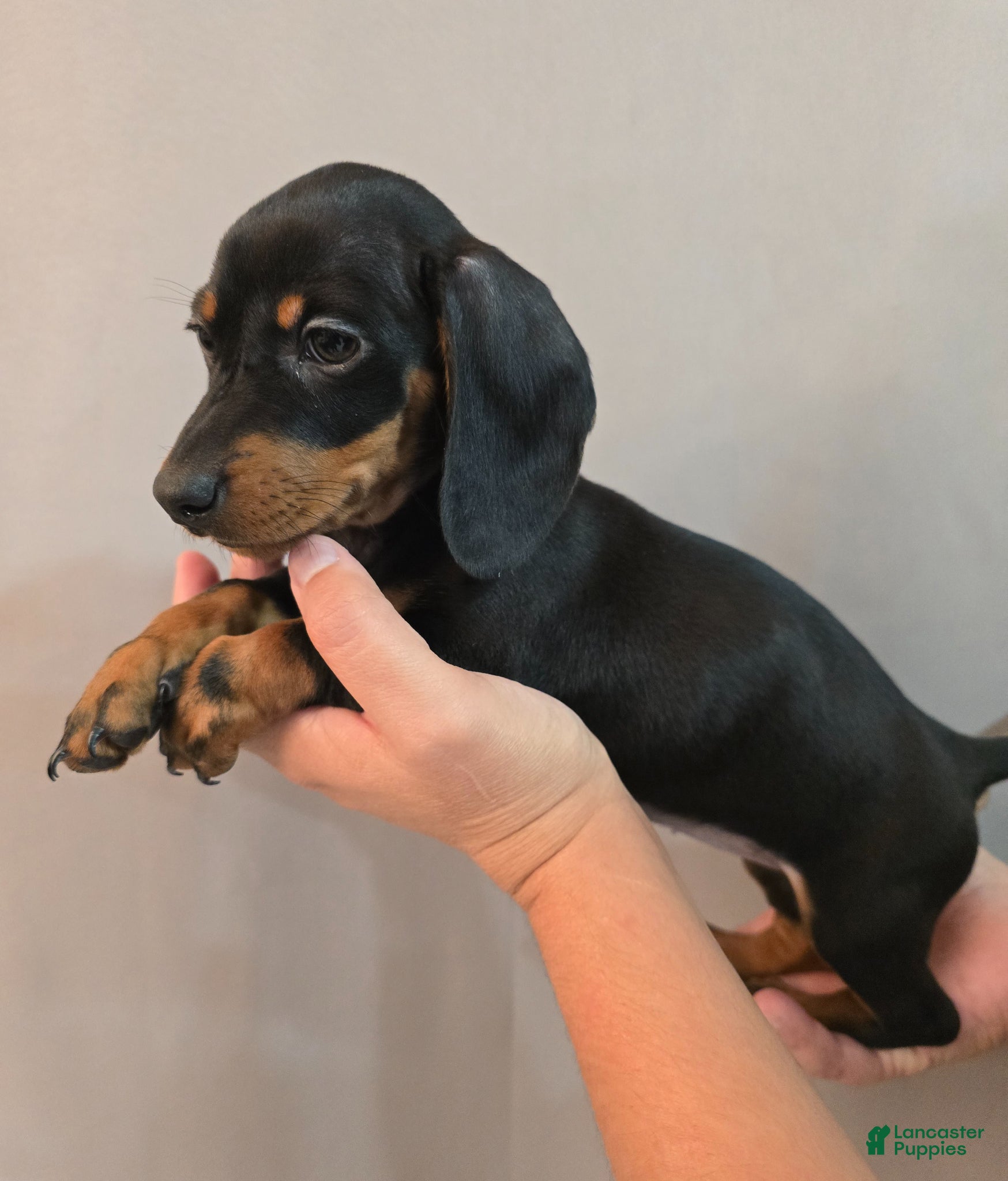 Miniature Dachshund dogs Miniature Dachshund Puppy 5 - Ad 2