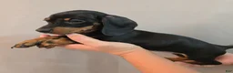 Miniature Dachshund dogs for sale: Miniature Dachshund Puppy 5 - Ad 2