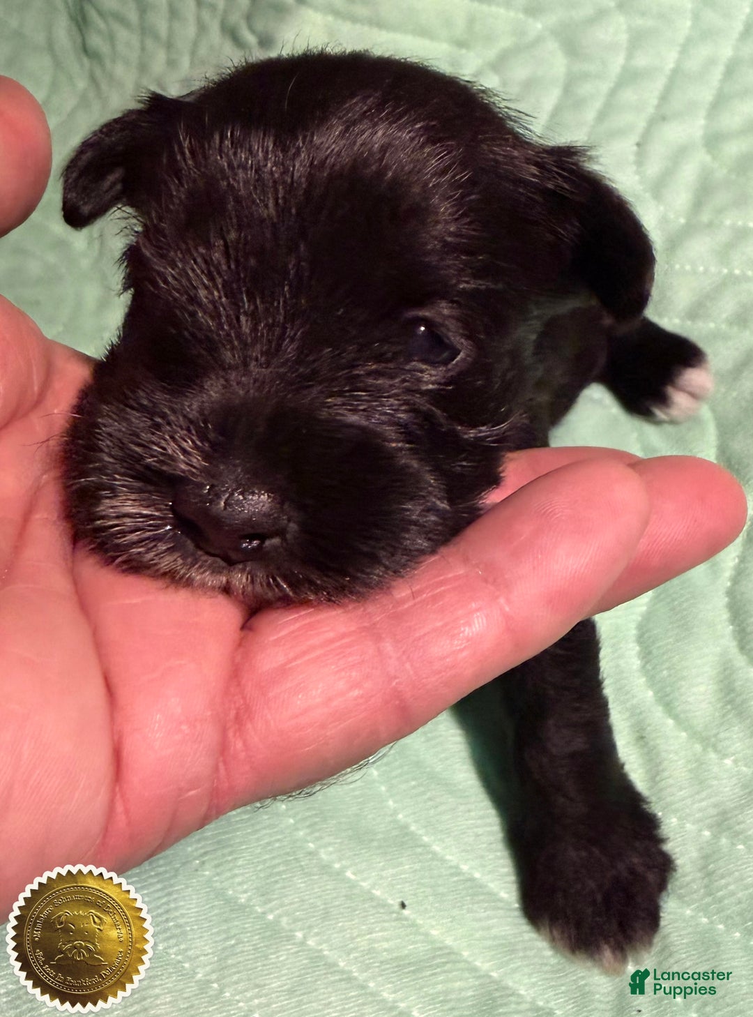 Miniature Schnauzer dogs for sale: Chloe - Ad 3