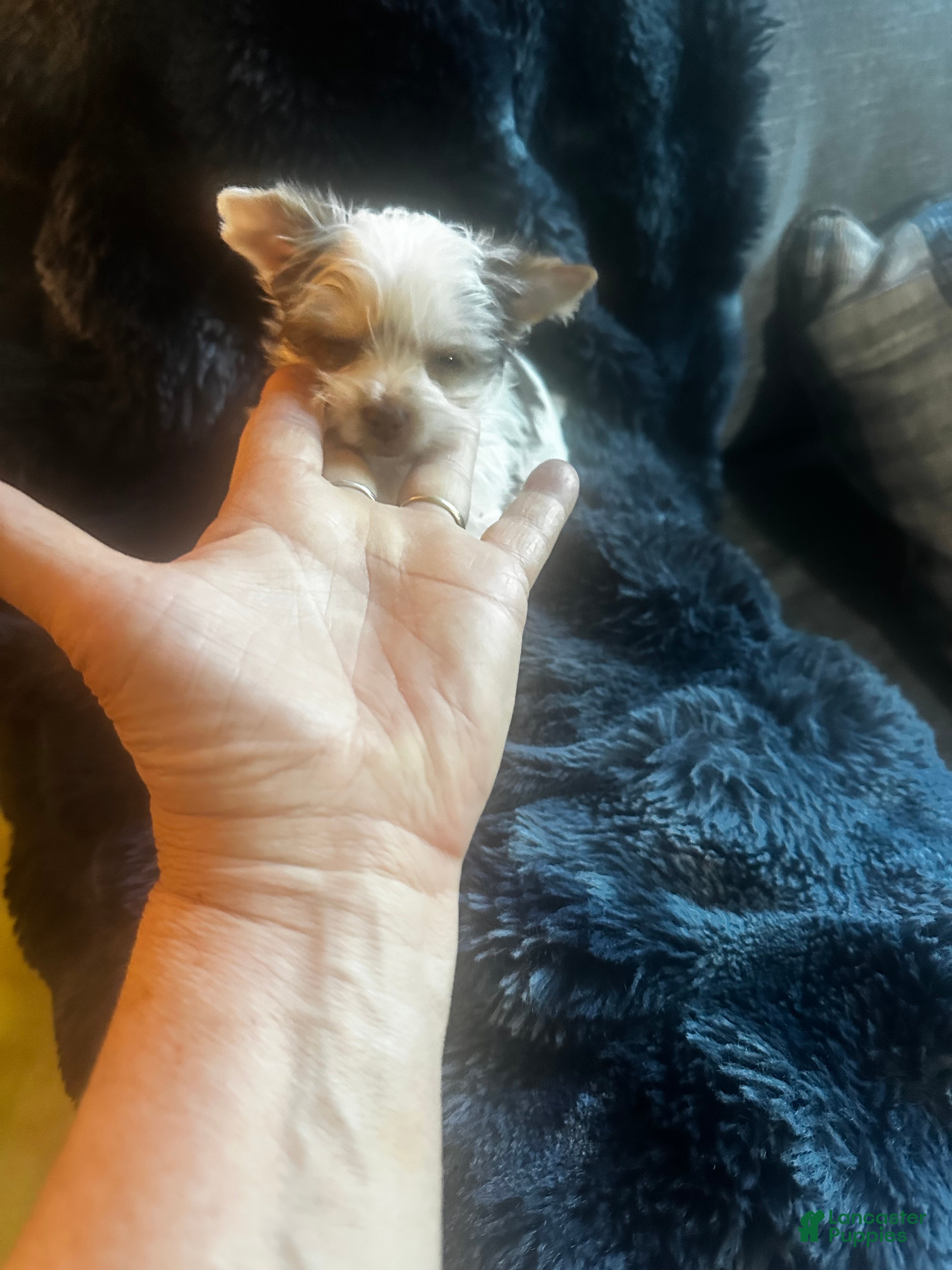 Yorkshire Terrier dogs AKC Woody - Ad 1