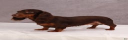 Dachshund dogs for sale: Cocoa - Ad 9