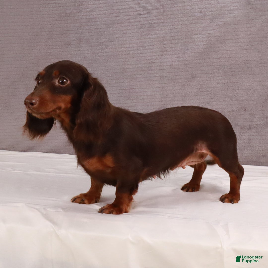 Dachshund dogs for sale: Cocoa - Ad 9