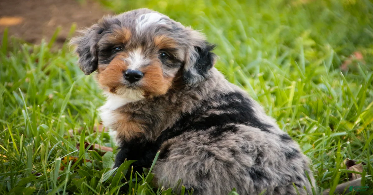 Mini Bernedoodle Puppies for sale in Montpelier, Ohio | Lancaster Puppies