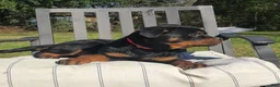 Rottweiler dogs for sale: Silk - Ad 1