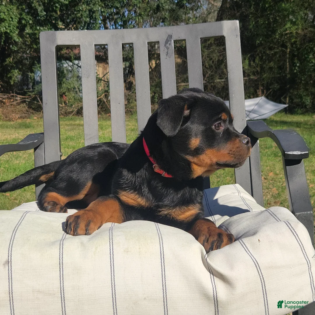 Rottweiler dogs for sale: Silk - Ad 1