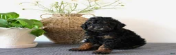 Mini Goldendoodle dogs for sale: Hendrix - Ad 2