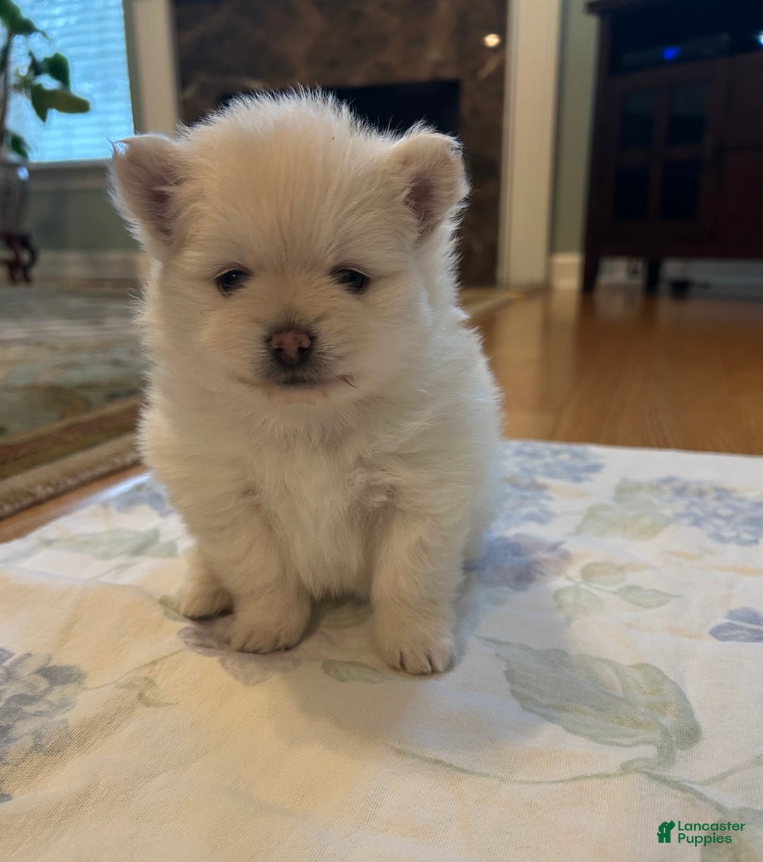 Pomeranian dogs for sale: Pomeranian Puppy 2 - Ad 4