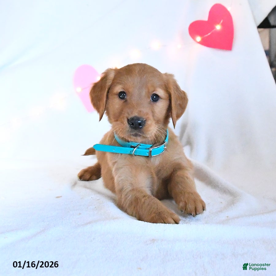 Golden Retriever dogs Maple   - Ad 41