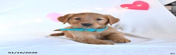 Golden Retriever dogs for sale: Maple   - Ad 1