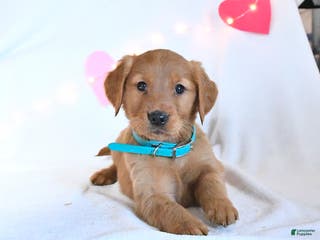 Golden Retriever dogs Maple - Ad 36