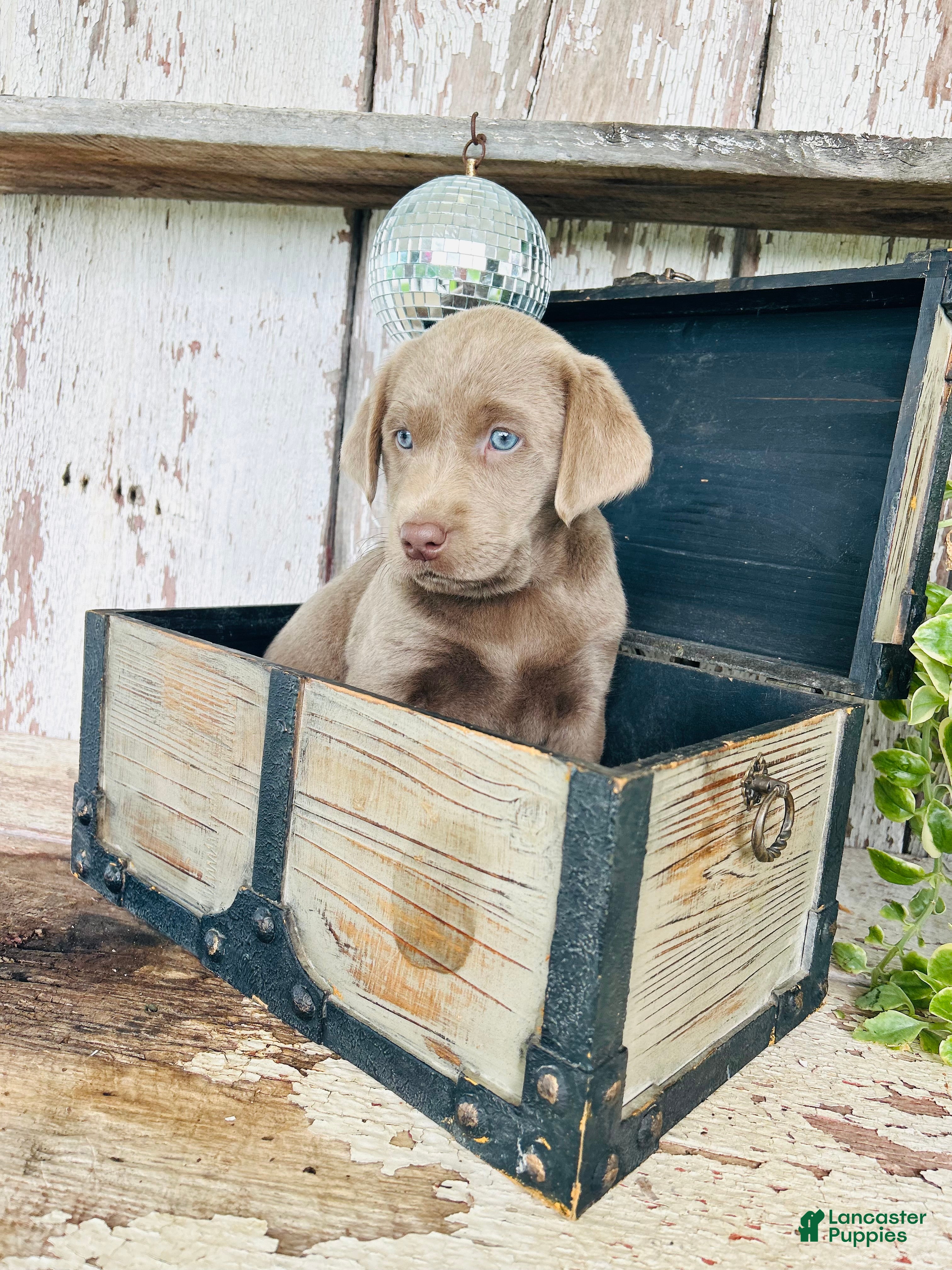 Labrador Retriever dogs Annie  - Ad 2