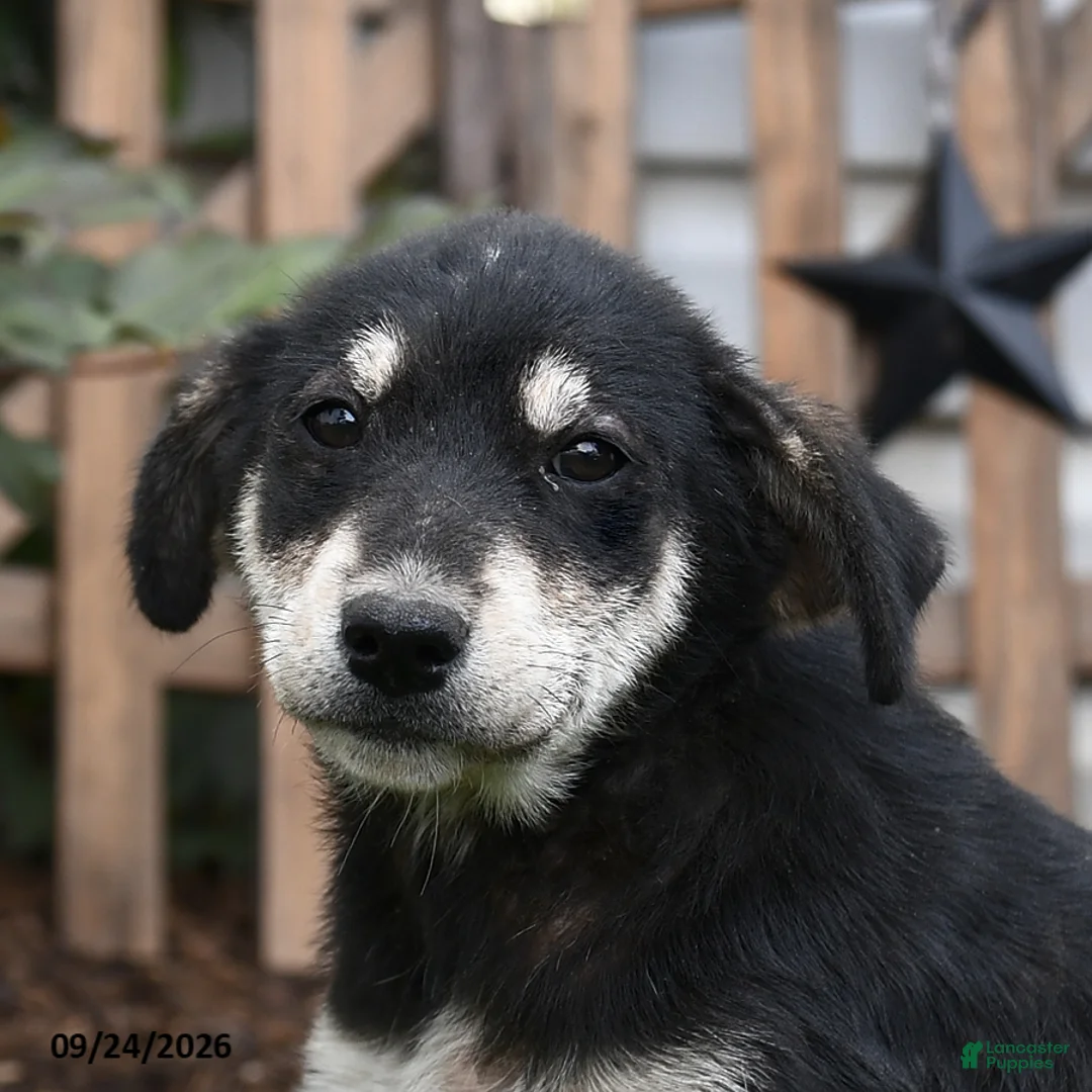 Mixed Breed dogs for sale: Rain - Ad 3