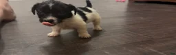 Chihuahua dogs for sale: Chihuahua 2 - Ad 1