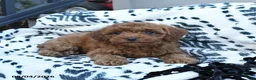 Toy Poodle dogs for sale: Frankie  - Ad 3