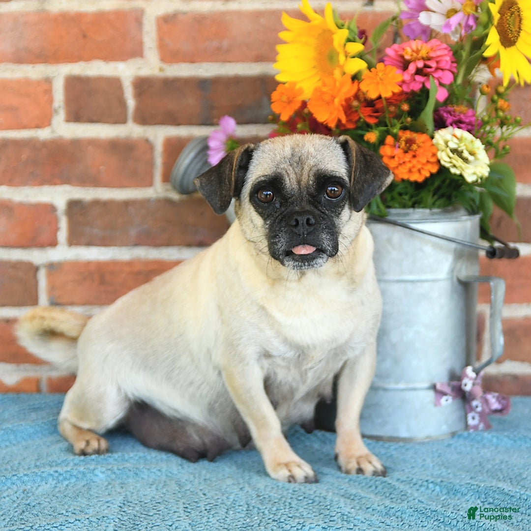 Pug dogs for sale: Goldie - Ad 26