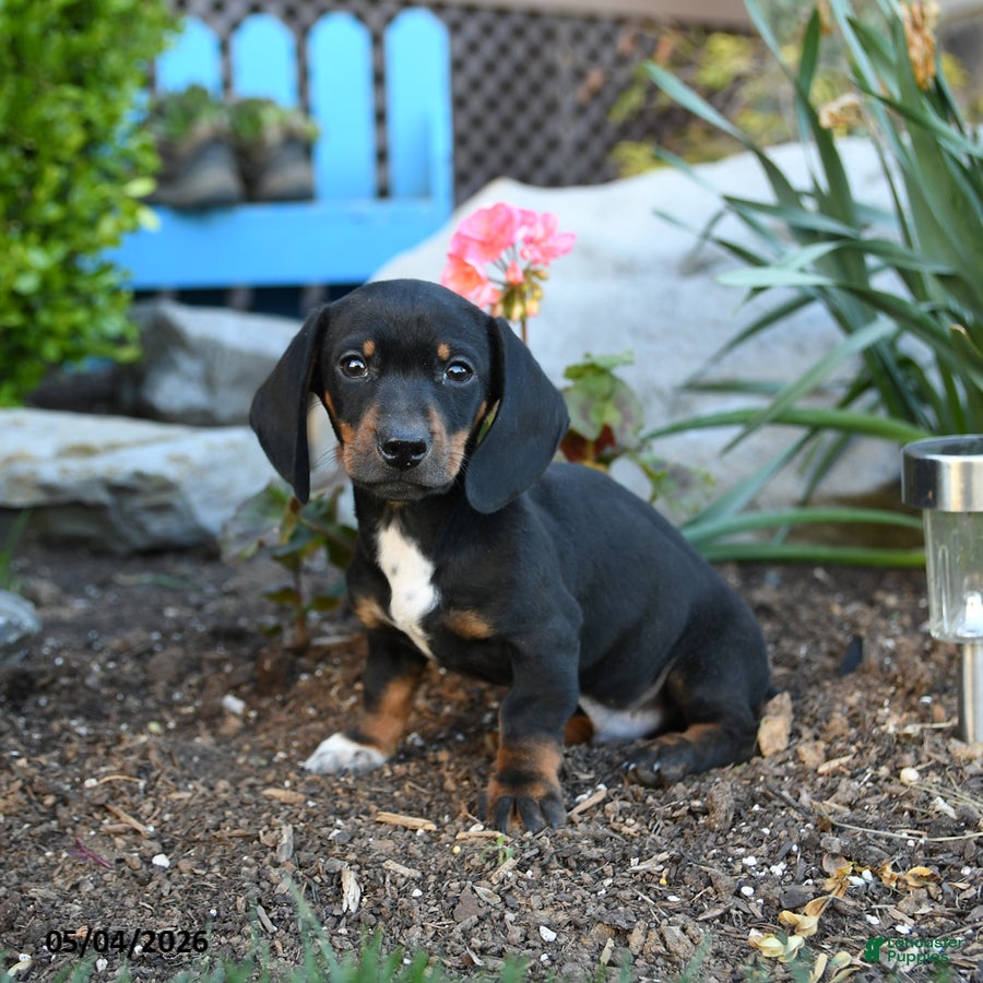 Miniature Dachshund dogs Ringo - Ad 2
