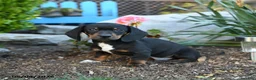 Miniature Dachshund dogs for sale: Ringo - Ad 2