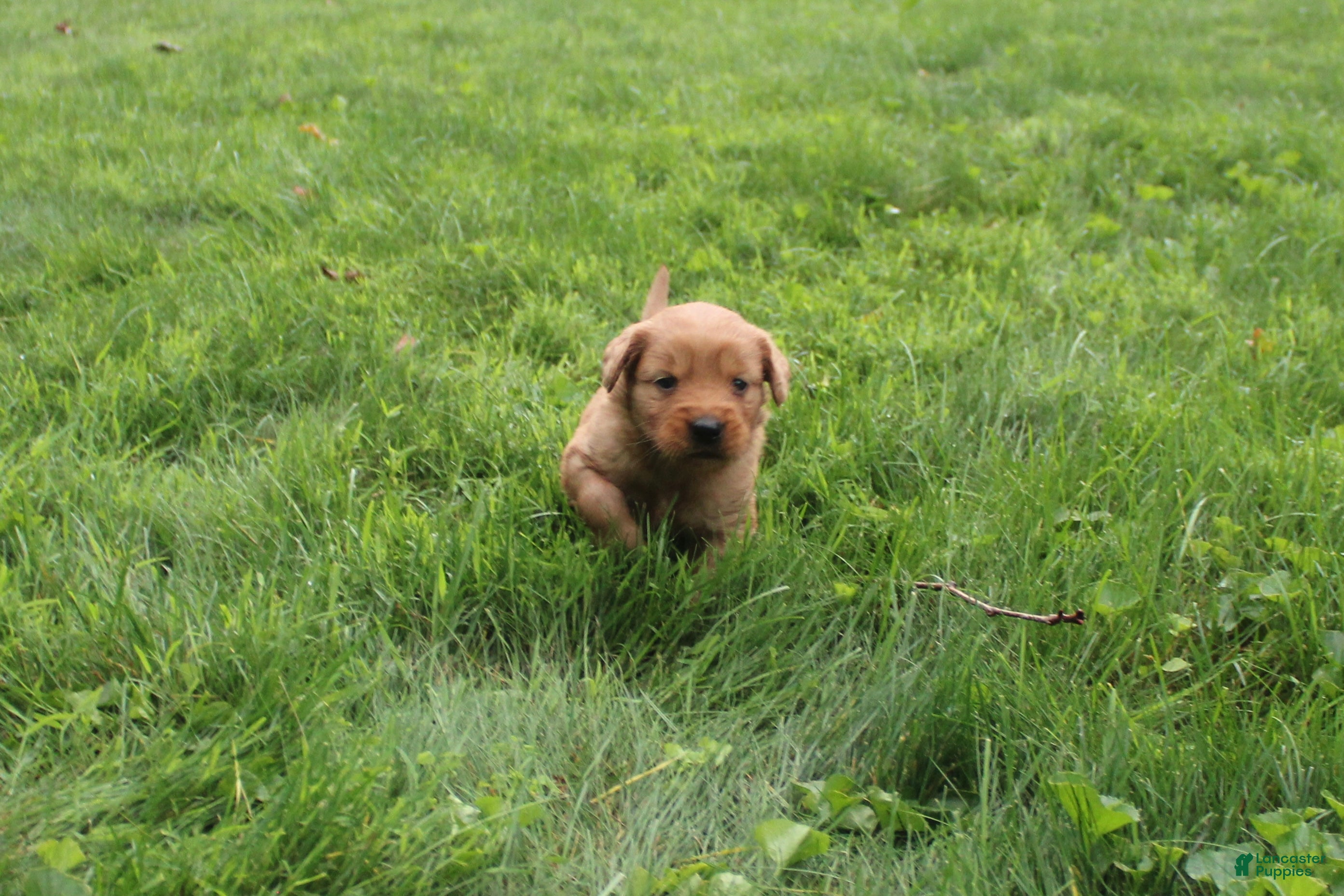 Golden Retriever dogs Golden Retriever 2 - Ad 1