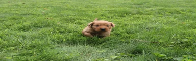 Golden Retriever 2