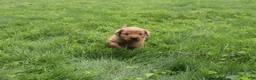 Golden Retriever dogs for sale: Golden Retriever 2 - Ad 1