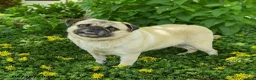 Pug dogs for sale: Tina - Ad 3