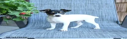 Toy Fox Terrier dogs for sale: Garth - Ad 3