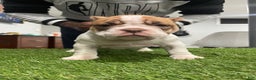 American Bully dogs for sale: Chi-Chi - Ad 2