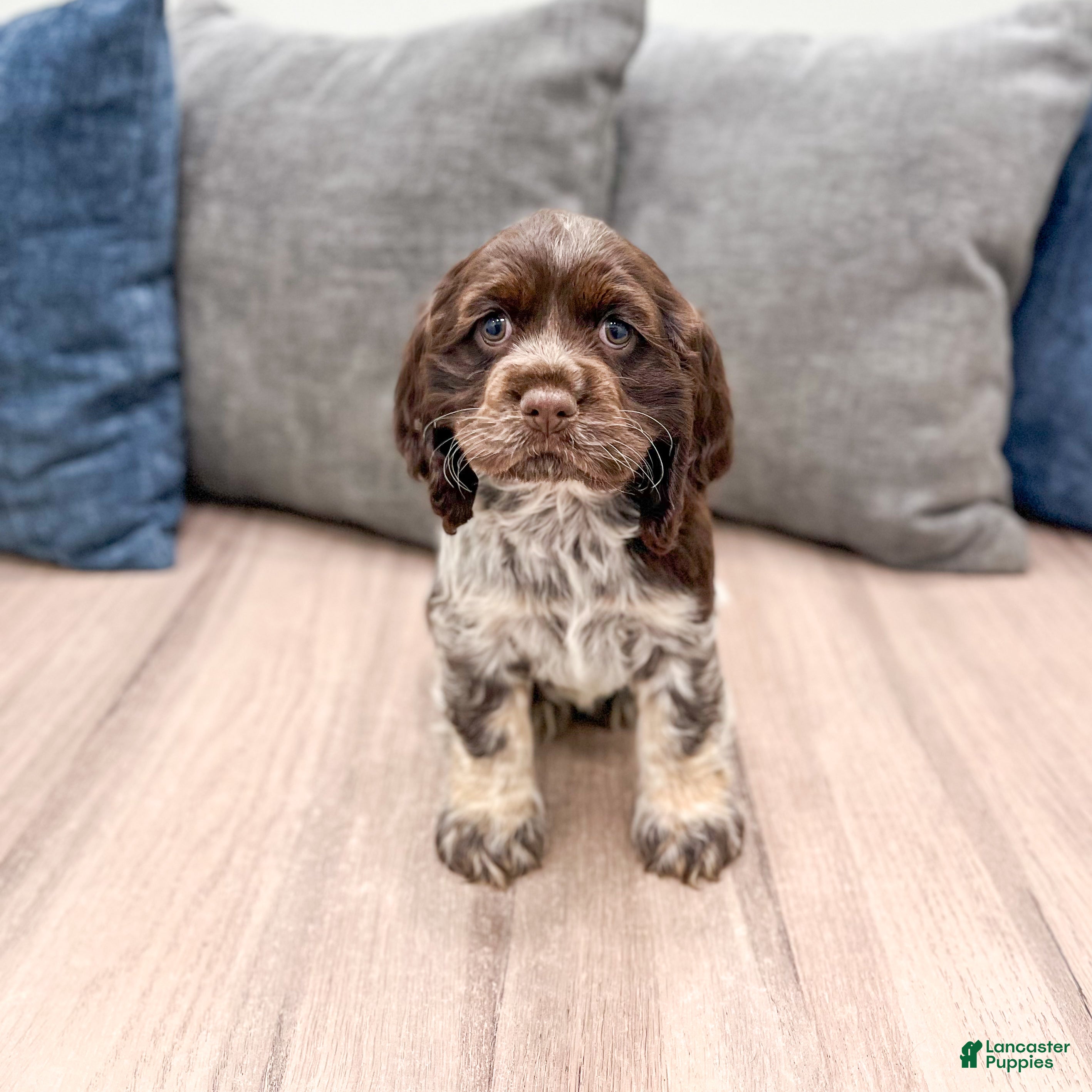 Cocker Spaniel dogs Jill - Ad 1