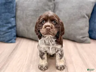 Cocker Spaniel dogs for sale: Jill - Ad 3