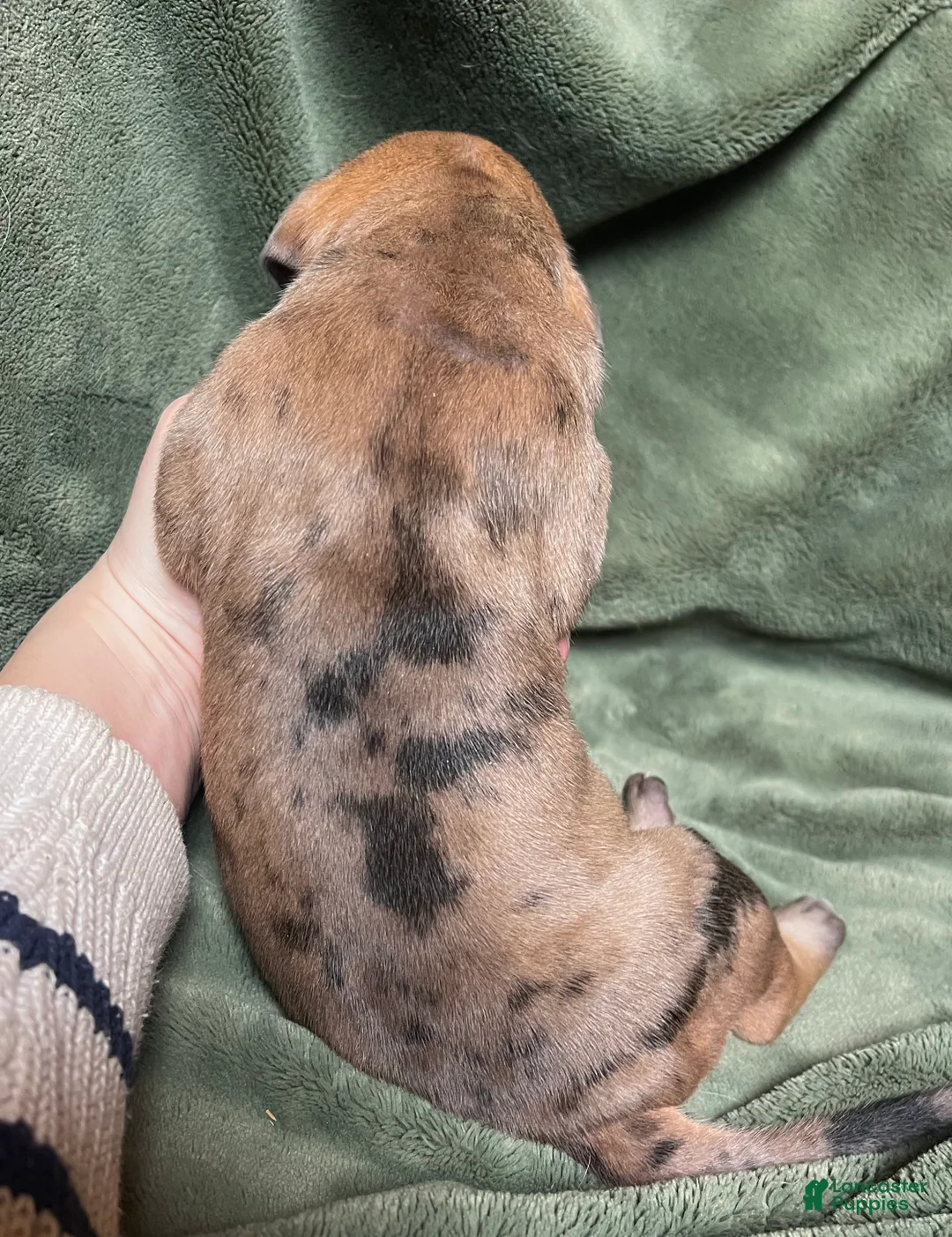 Great Dane dogs for sale: Jellybean - Ad 3