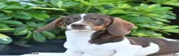 Miniature Dachshund dogs for sale: Bonnie - Ad 3