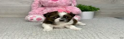Shih Tzu dogs for sale: Lacey - Ad 1