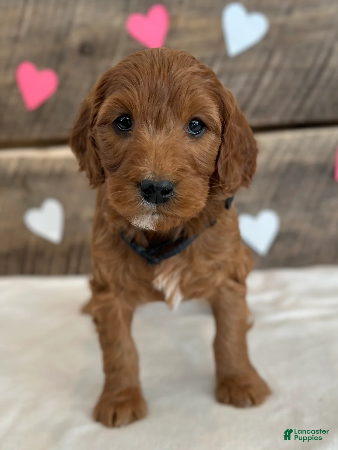 Irish Doodle dogs for sale: Jasmine - Ad 13