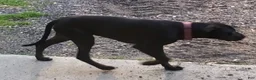 Catahoula Leopard Dog dogs for sale: Glory - Ad 12