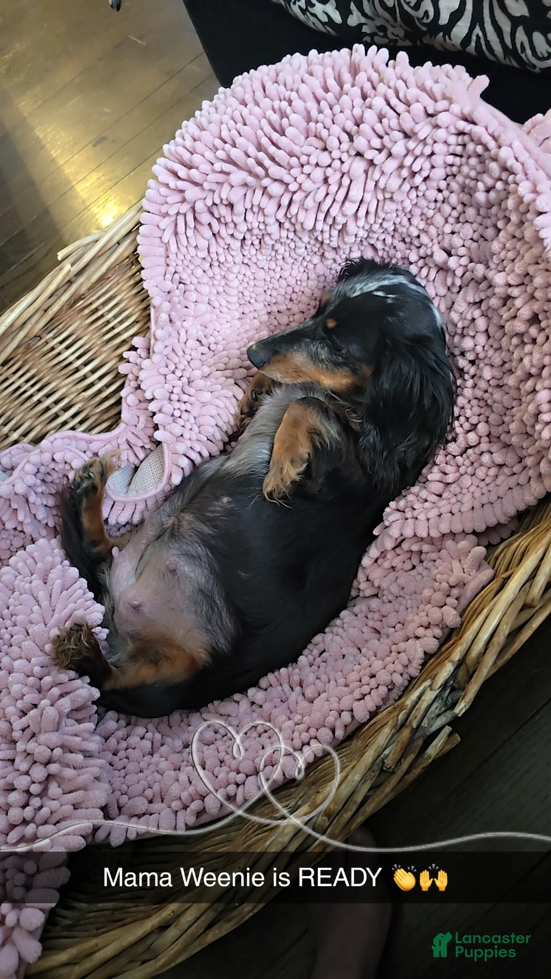 Mixed Breed dogs for sale: Lacy - Ad 10