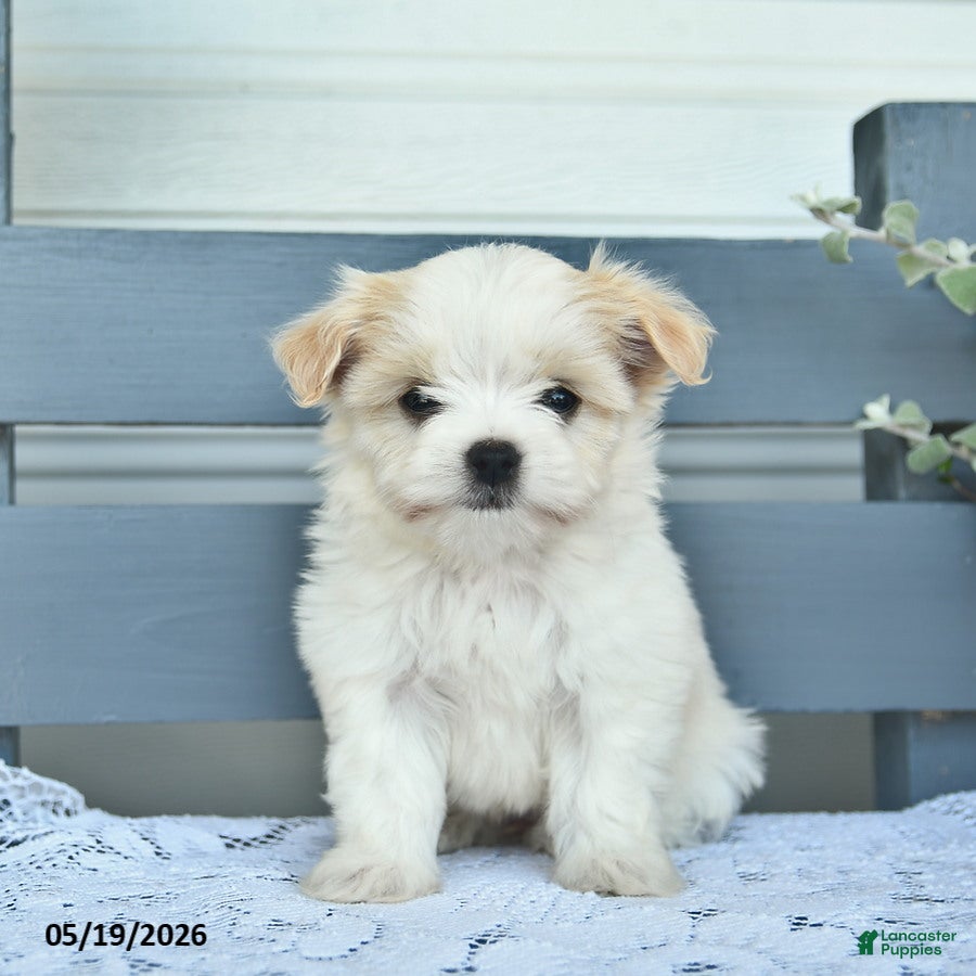 Havanese dogs Dolly  - Ad 2