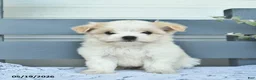 Havanese dogs for sale: Dolly  - Ad 2