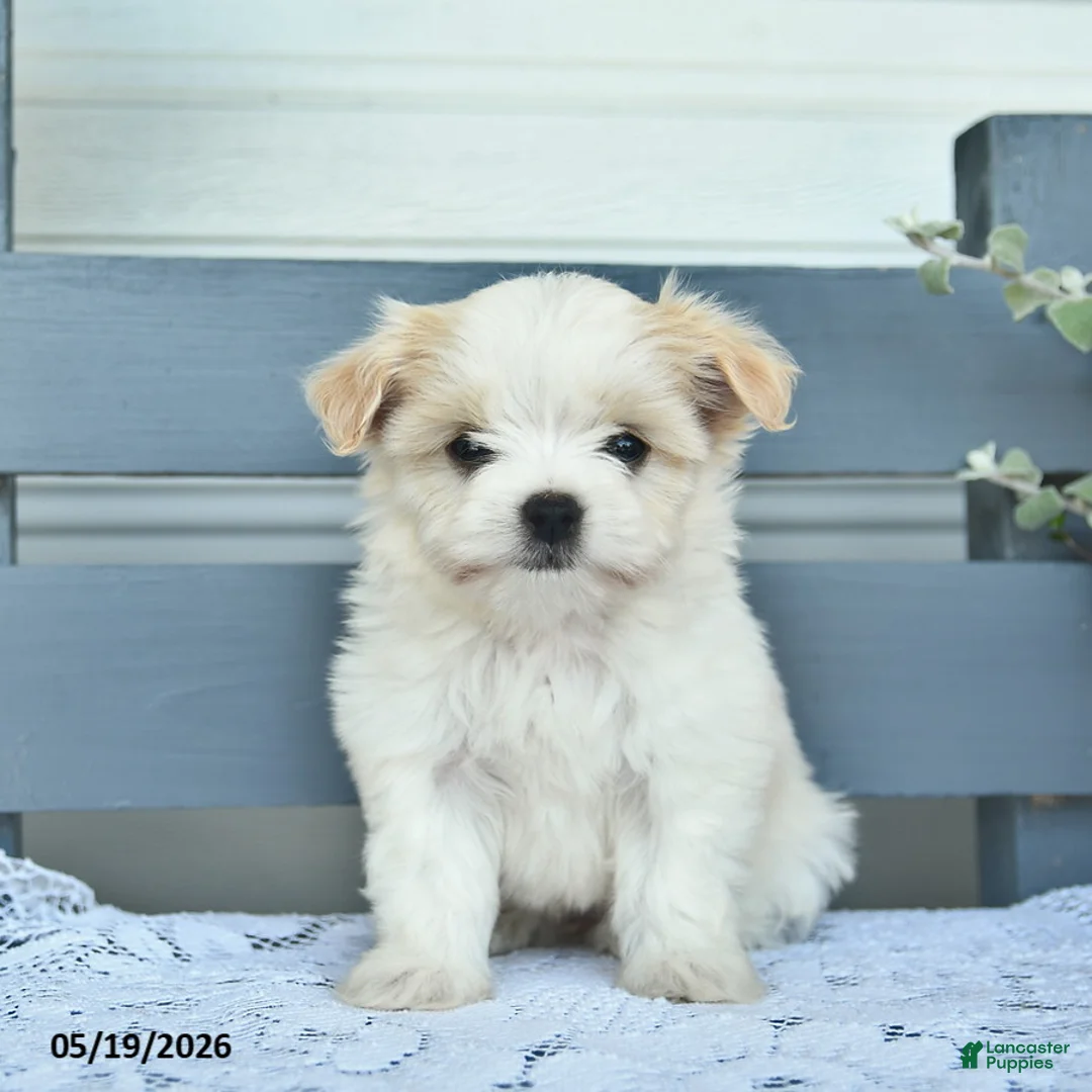 Havanese dogs for sale: Dolly  - Ad 2