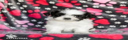 Shih Tzu dogs for sale: Star - Ad 4